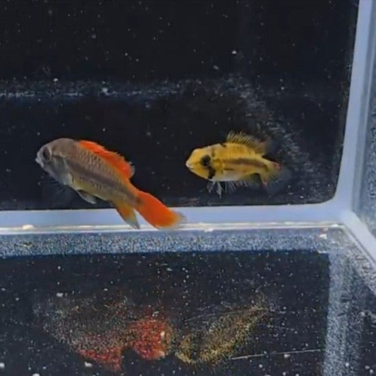 Apistogramma Cacatuoides Mega Orange