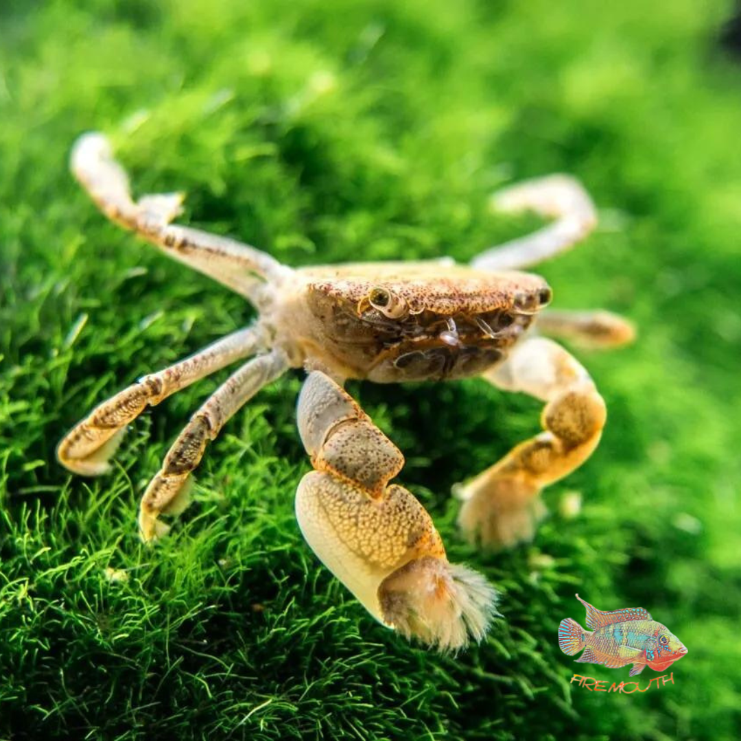 Ptychognathus Barbatus – Dwarf pom pom crab