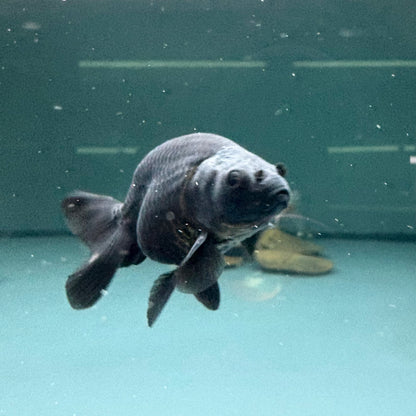 Carassius auratus black ranchu