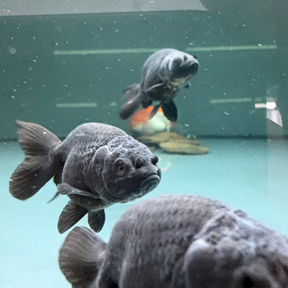 Carassius auratus black ranchu