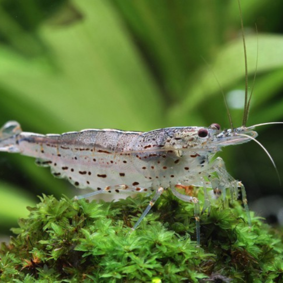 Caridina multidentata japónica amano