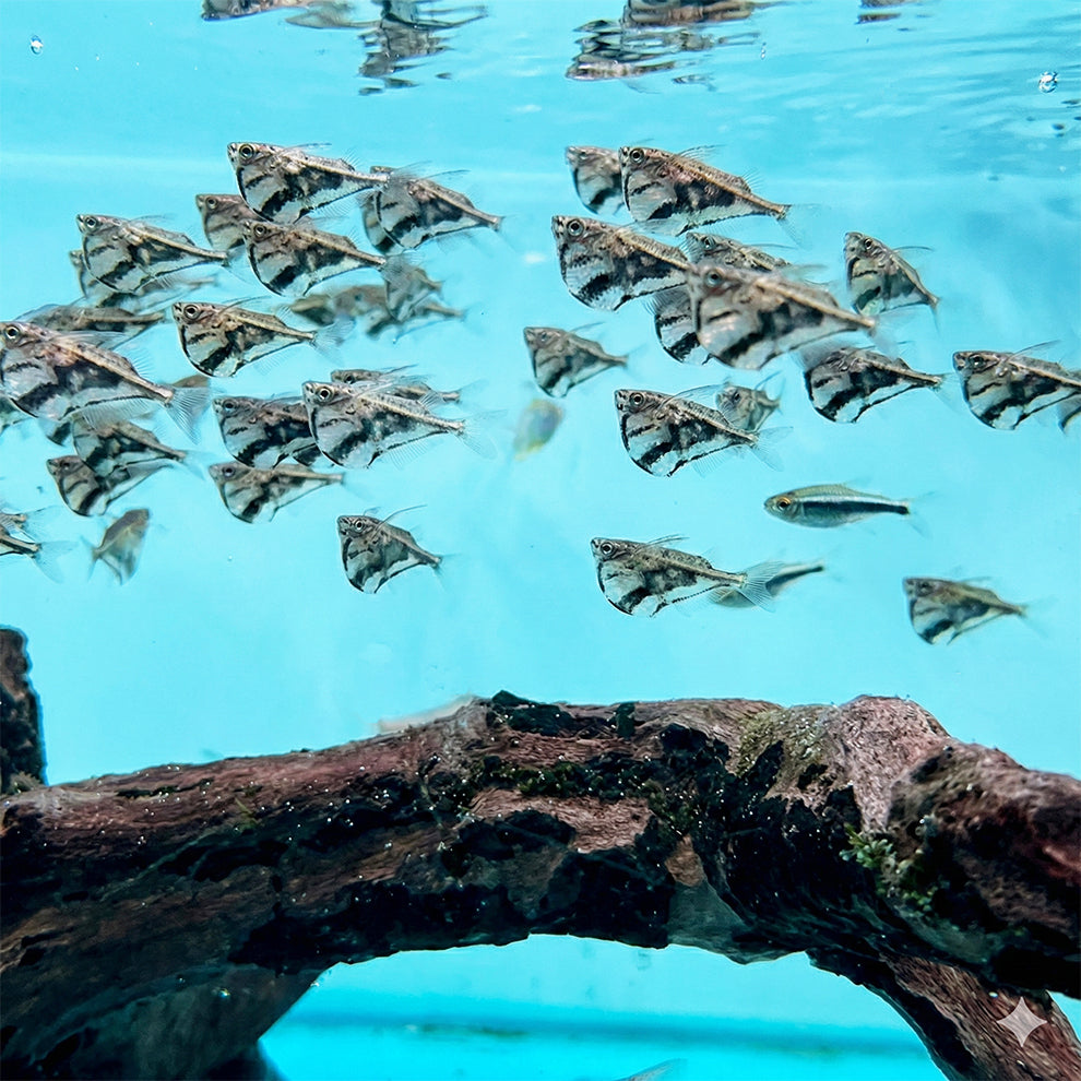 Pez hacha mármol - CARNEGIELLA STRIGATA