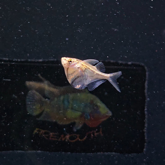 Carnegiella Strigata-vesca md-lg | peces agua dulce