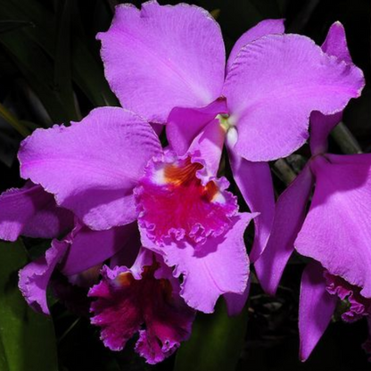 Cattleya labiata dark x amesiana x coerulea | terrario