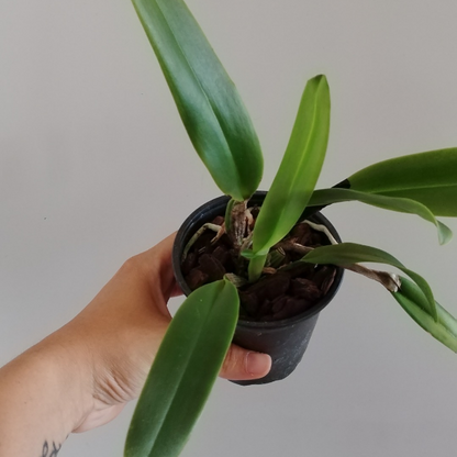 Cattleya labiata dark x amesiana x coerulea | terrario