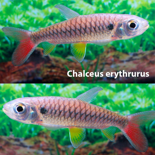 Chalceus erythrurus 7-9 cm