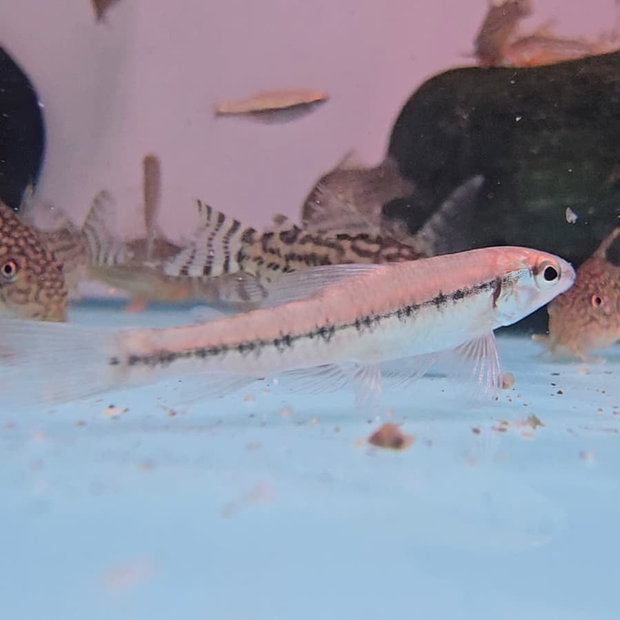 Characidium sp mix 3-5cm by Aqualupi