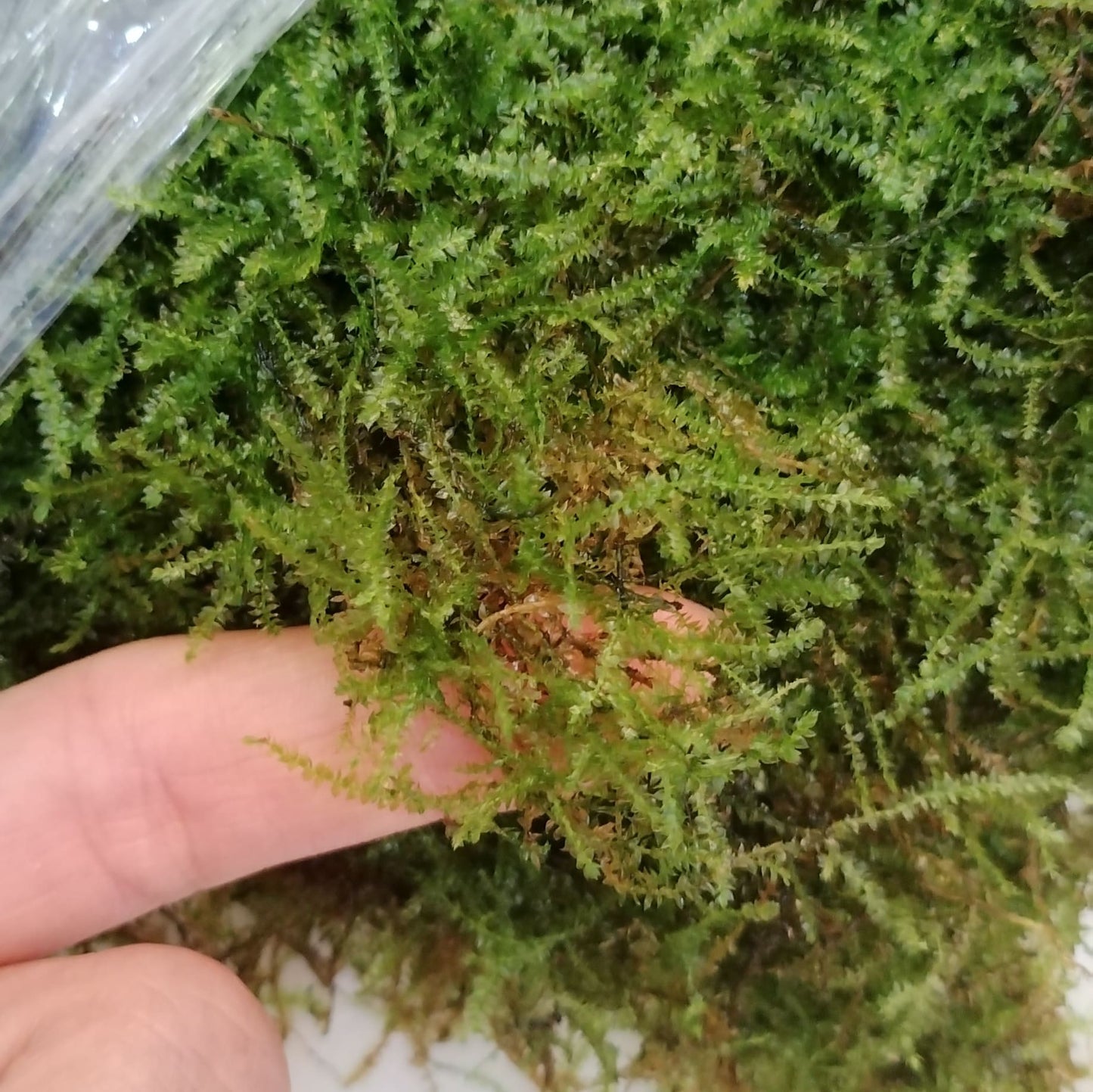 Christmas Moss | Musgo