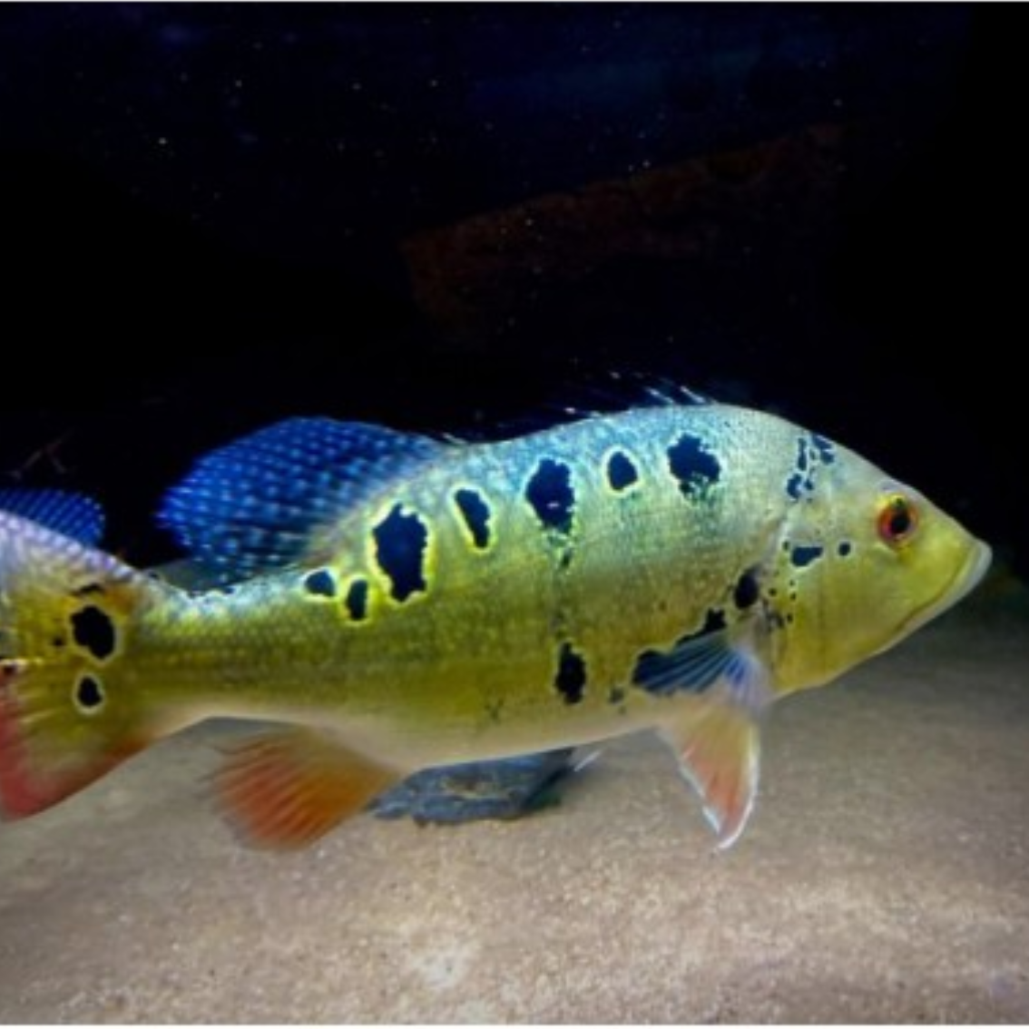 Cichla ocellaris brokopondo talla 6-8cm