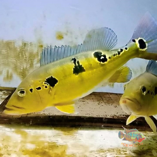 Cichla Pinima bred 6-8 cm | freshwater fish 