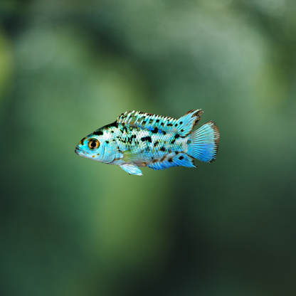 Cichlasoma Blue Dempsey 4-6cm | peces agua dulce