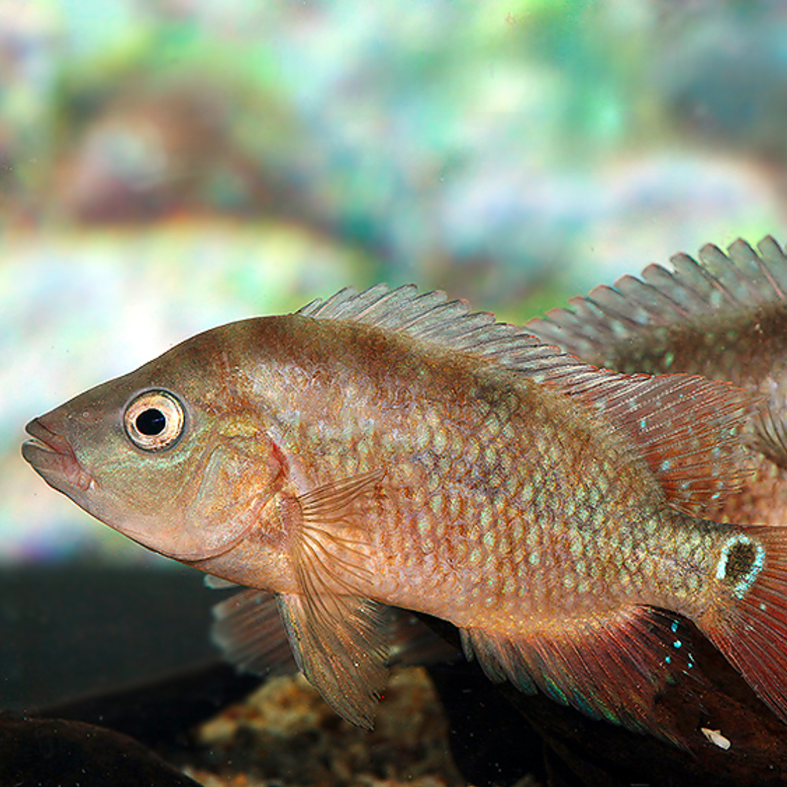 Cichlasoma festae talla 4-5cm