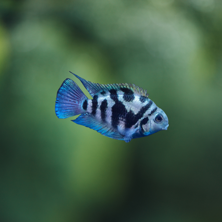 Cichlasoma Parrot Polar Blue | peces agua dulce – FiremouthAquaristic