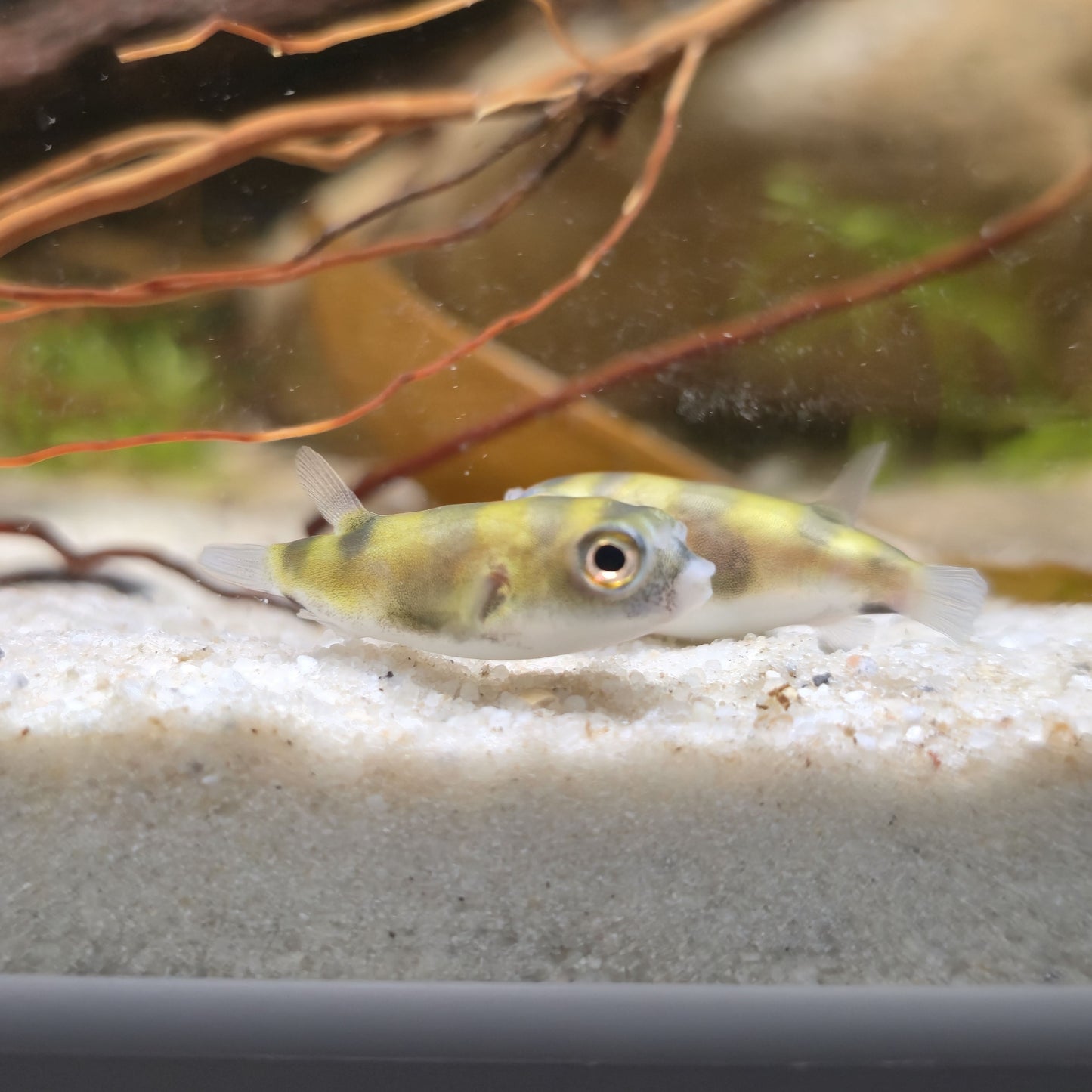Colomesus Asellus talla 3-3,5 cm