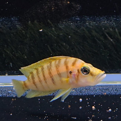 Altolamprologus compressiceps Kasanga