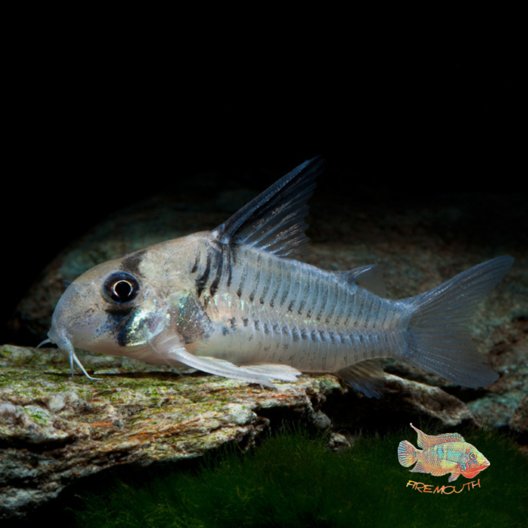 Real Corydoras Armatus | freshwater fish 