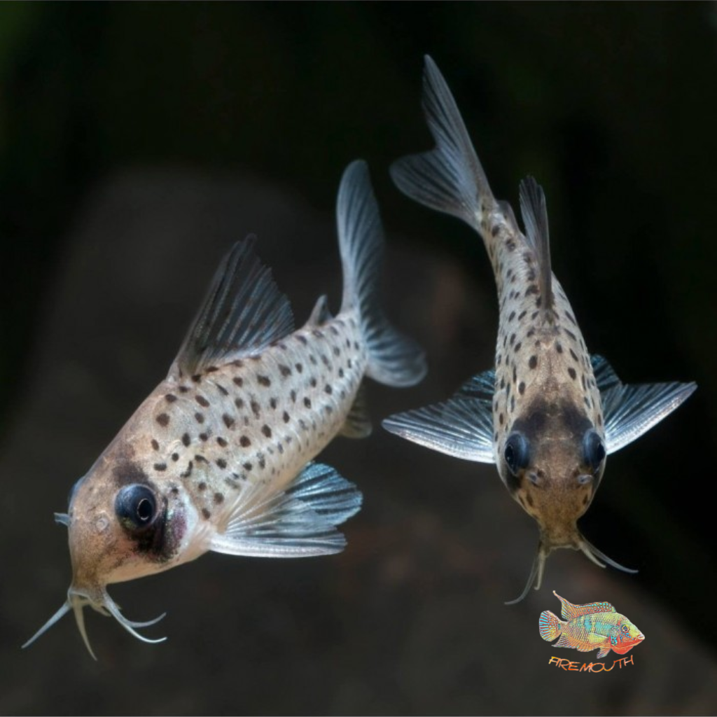 Corydoras atropersonatus | freshwater fish 