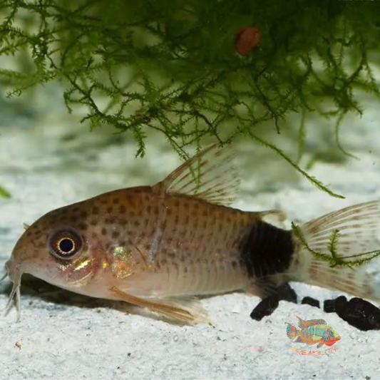 Corydoras caudimaculatus wild | peces agua dulce