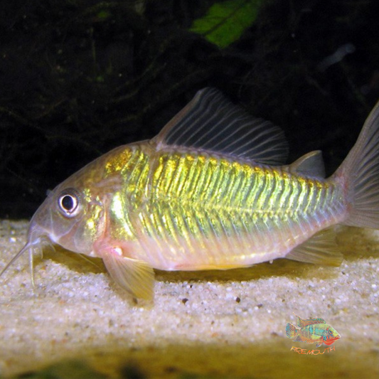 Emerald Corydoras Brochis | freshwater fish 