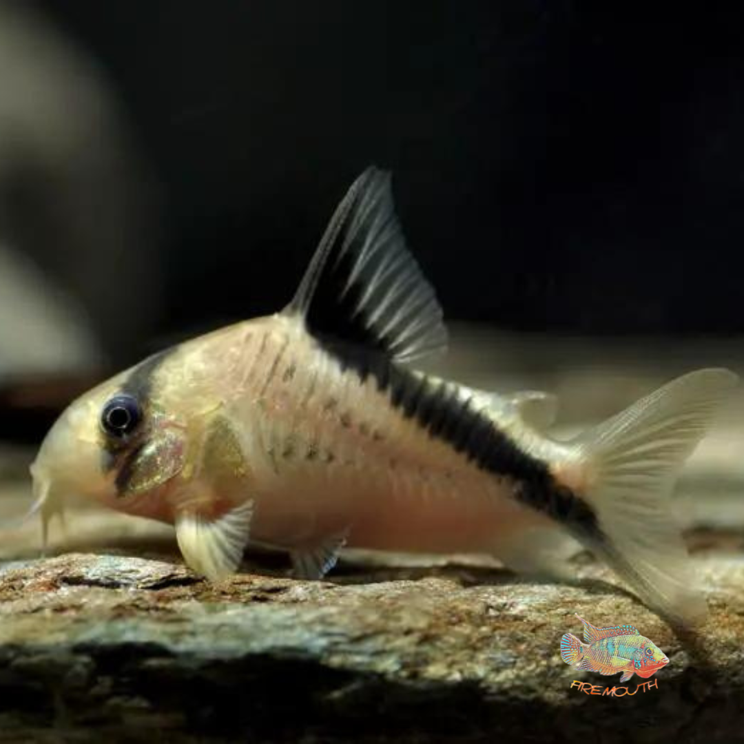 Corydoras melini CW89/106 