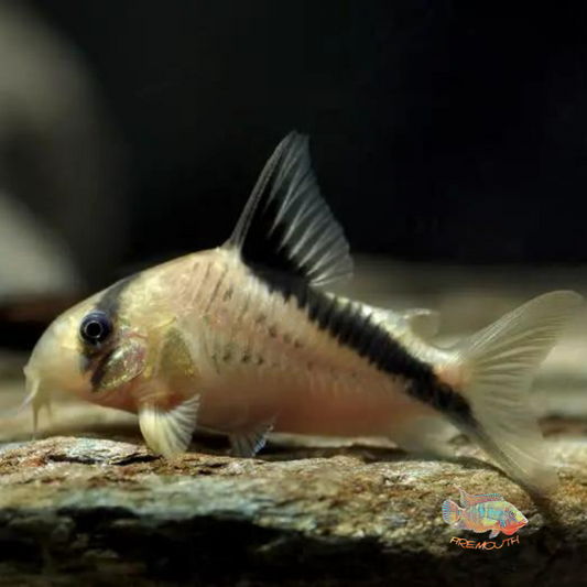 Corydoras melini CW89/106