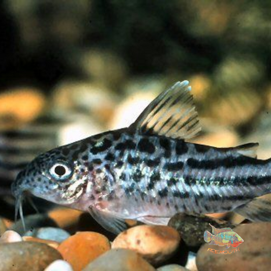 Corydoras Robineae XL | peces agua dulce