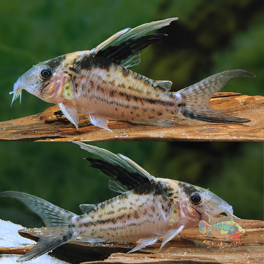 Corydoras Robustus | freshwater fish 