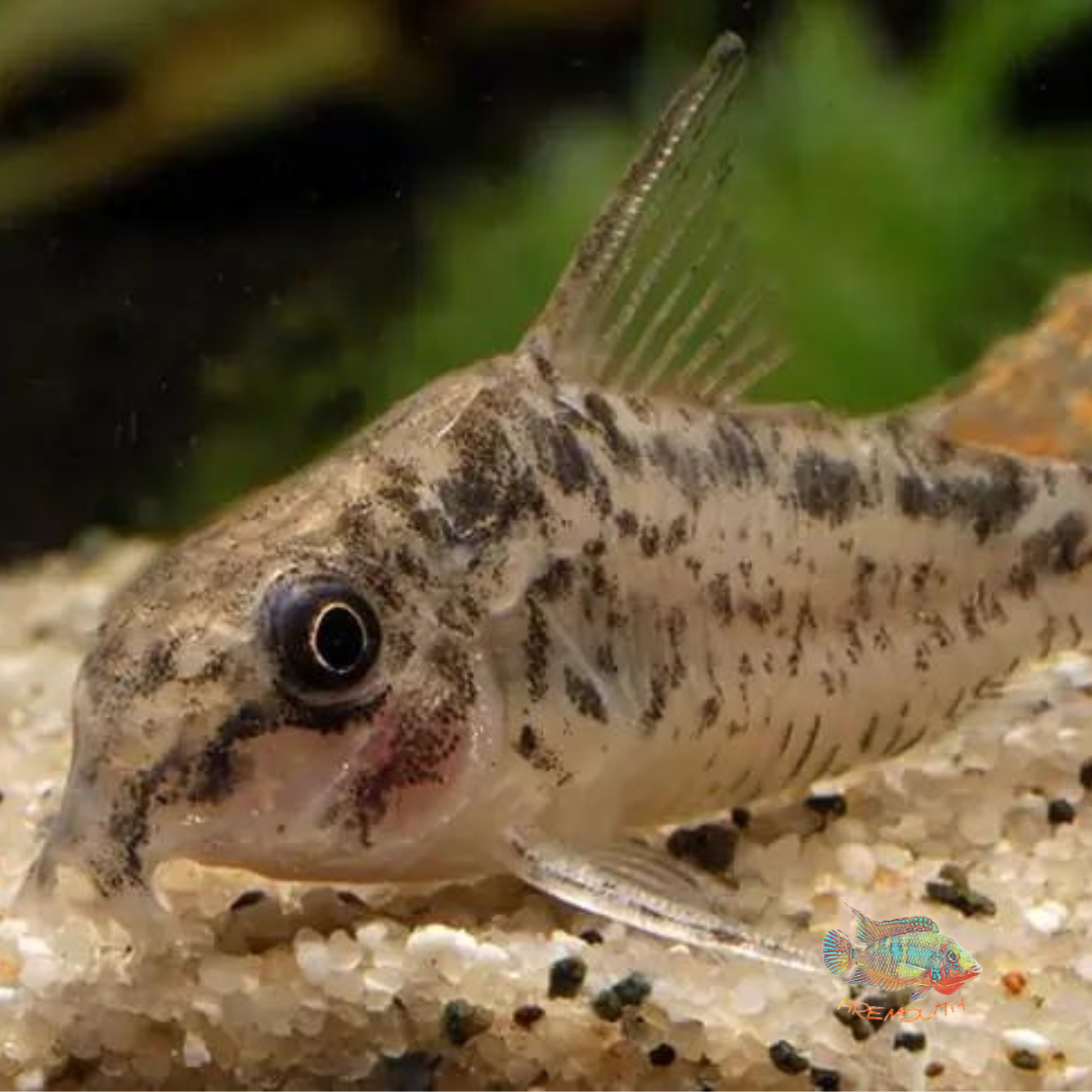 Corydoras sp. C20 evelynae | peces agua dulce