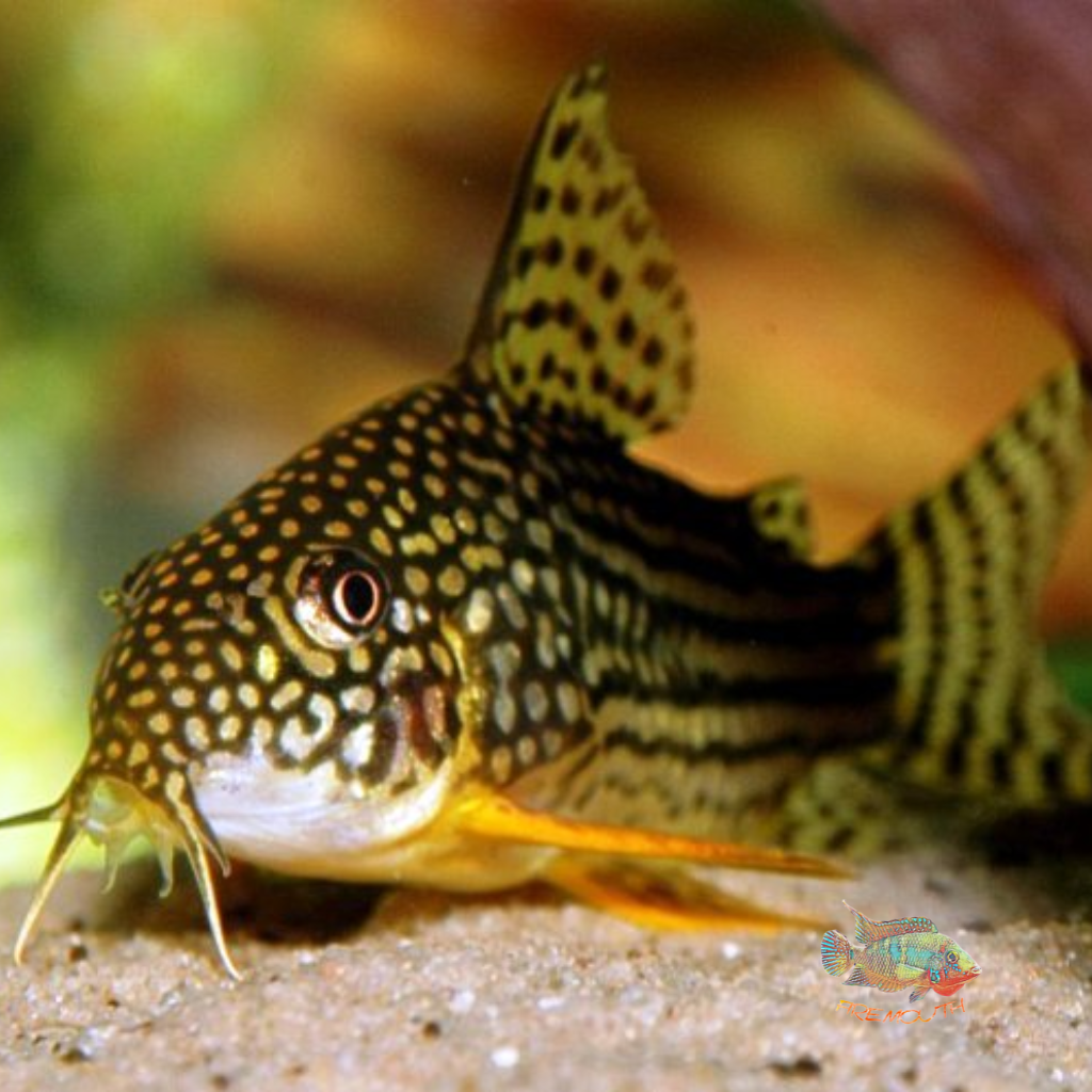 Corydoras Sterbai | freshwater fish 