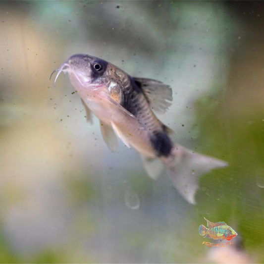 Corydoras weitzmani g. br | peces agua dulce