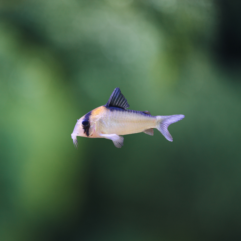 Corydoras Adolfoi LG | peces agua dulce