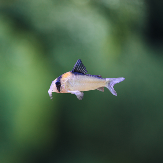 Corydoras Adolfoi | peces agua dulce