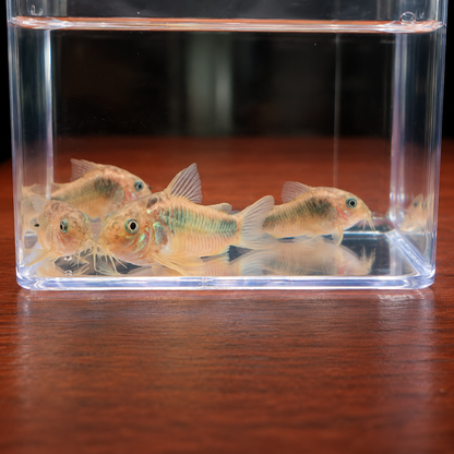 Corydoras Aeneus talla lg
