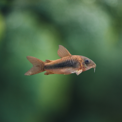Corydoras Aeneus talla lg