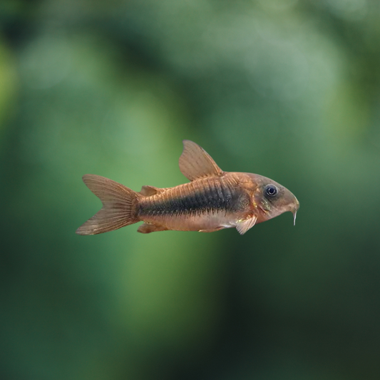 Corydoras Aeneus | freshwater fish 