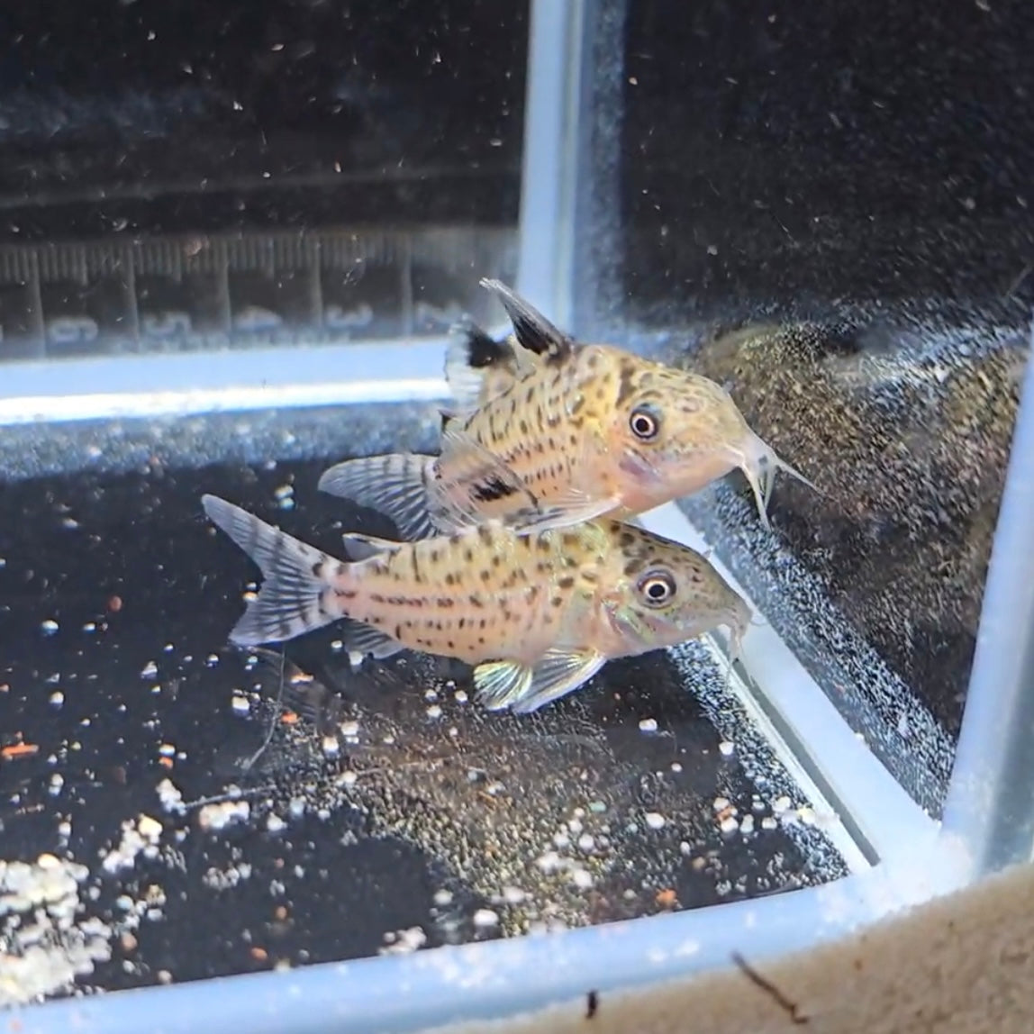 Corydoras agassizi nanay lg