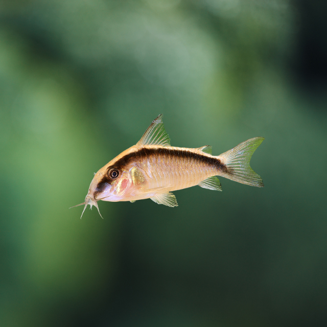 Corydoras Arcuatus md | peces agua dulce