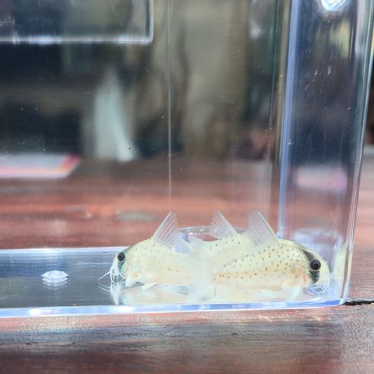 Pack 6 corydoras atropersonatus | Oferta con envío incluido