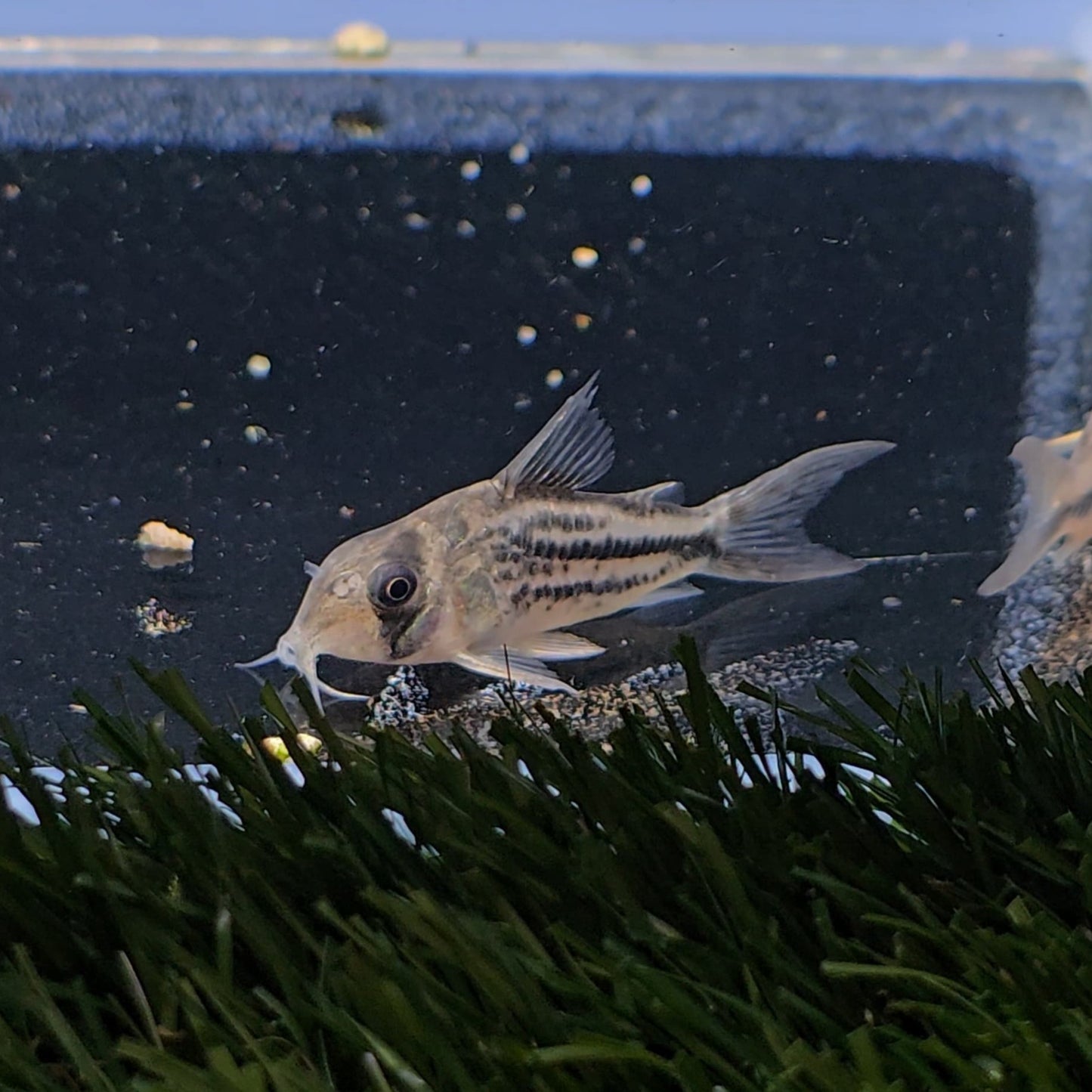 Corydoras axelrodi deckeri
