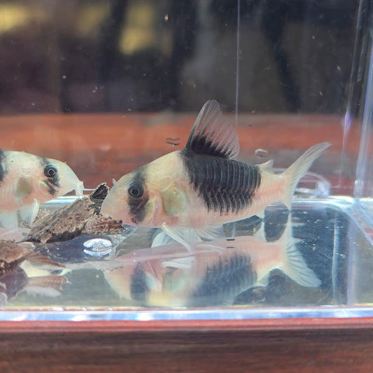 Corydoras bicolor CW51 talla 5-6cm