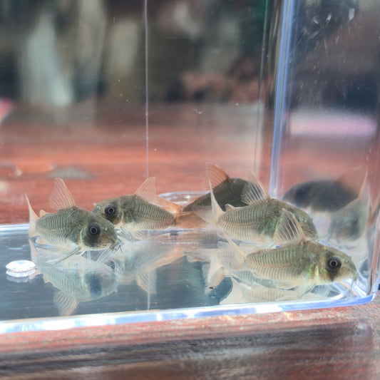 Pack 5 corydoras concolor | Oferta con envío incluido