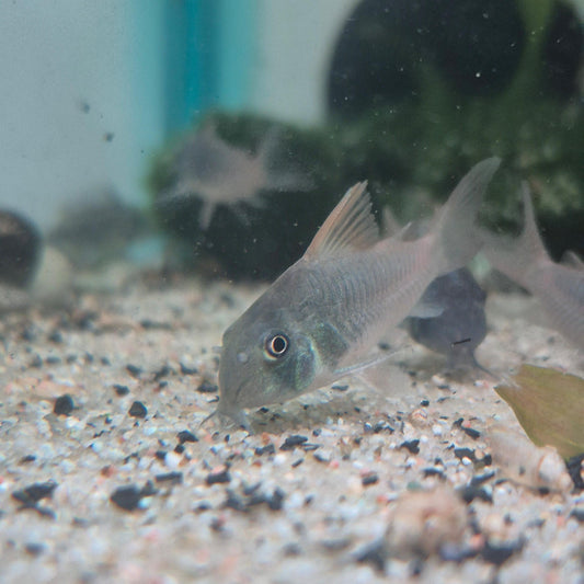 Corydoras Concolor | peces agua dulce