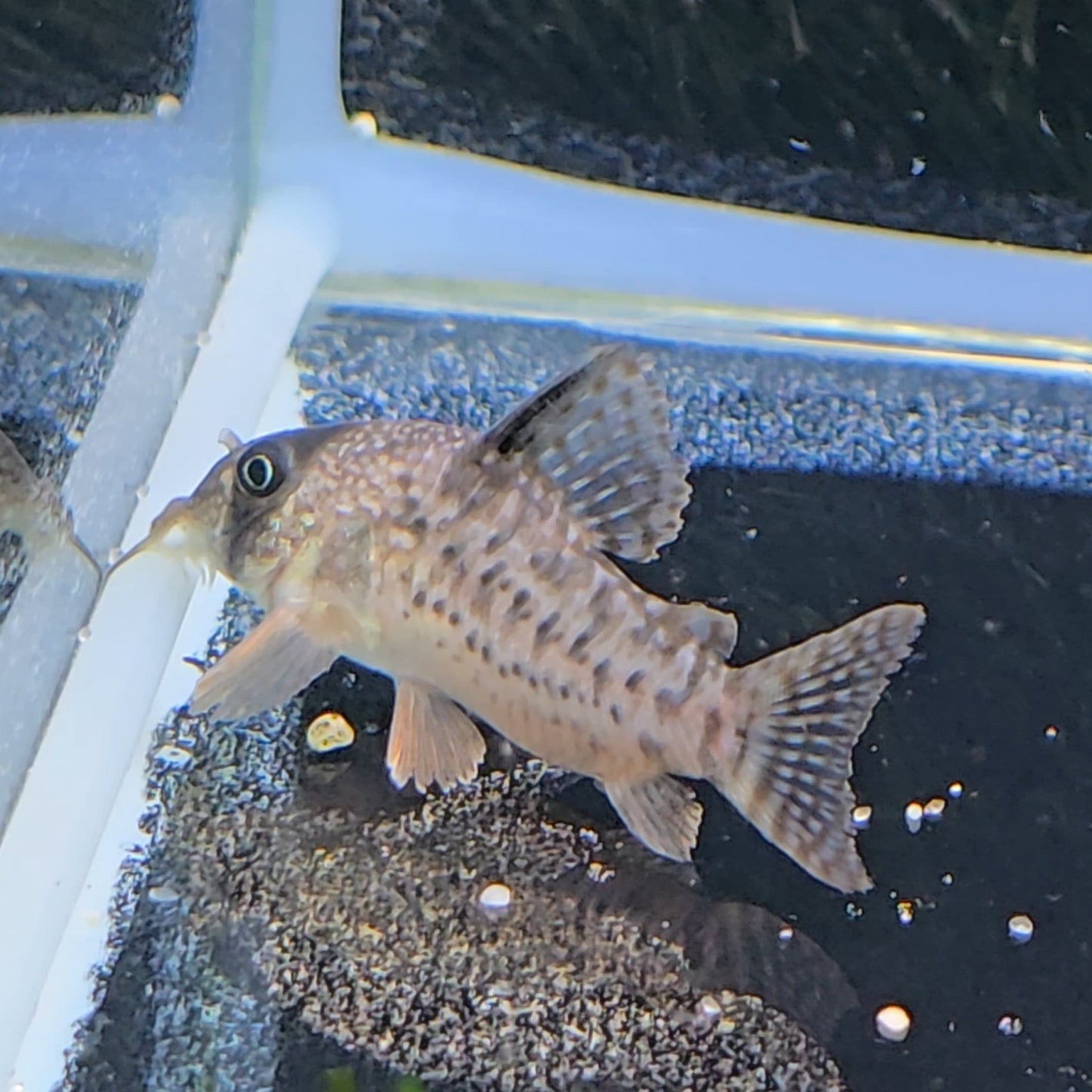 Corydoras sp CW 004 md