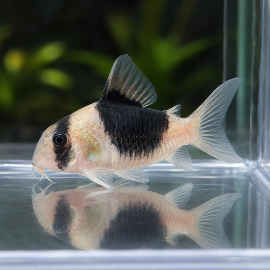 Grupo de 5 corydoras bicolor CW51 talla 5-6cm