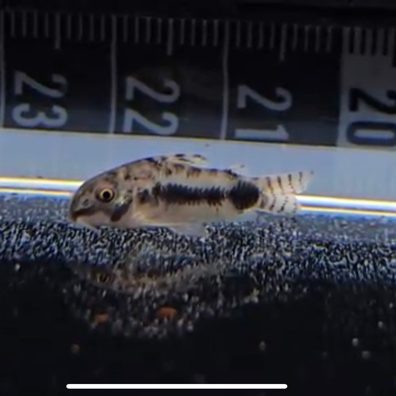 Corydoras habrosus md | peces agua dulce