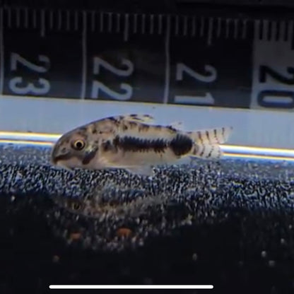 Corydoras habrosus md | peces agua dulce