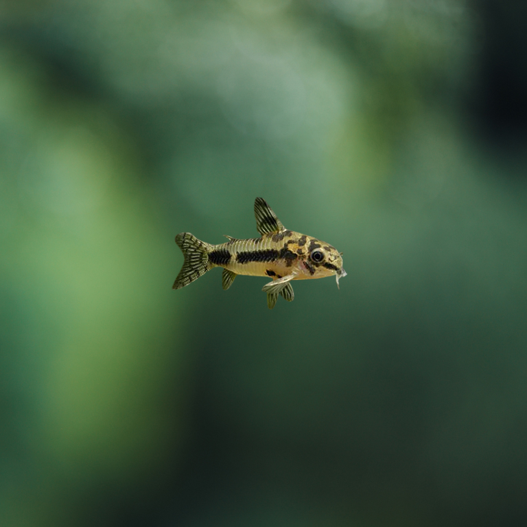 Corydoras habrosus md | peces agua dulce