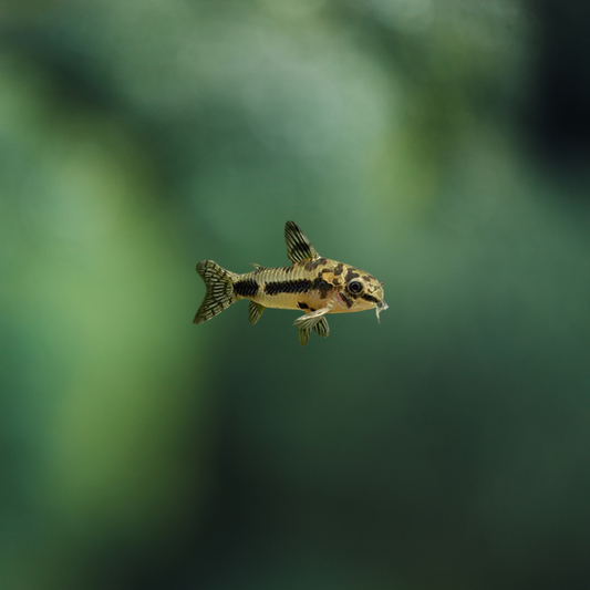 Corydoras habrosus cochui md | peces agua dulce