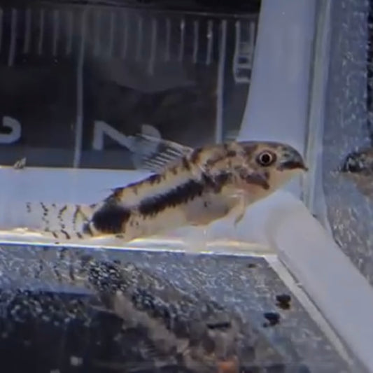 Corydoras habrosus md | peces agua dulce