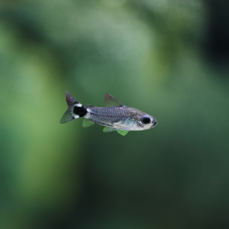 Corydoras Hastatus Real md-lg | peces agua dulce